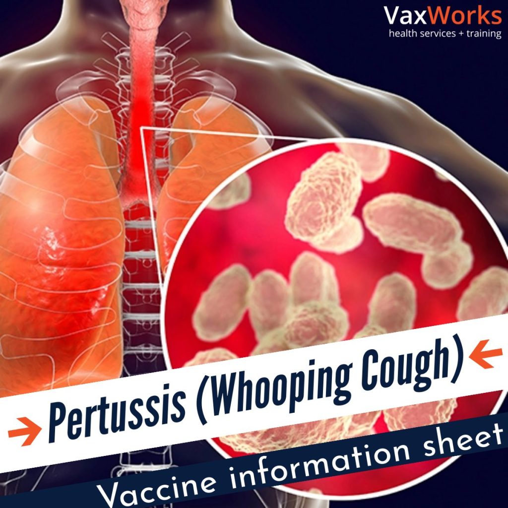 Pertussis (whooping cough) vaccine information sheet. Image showing lungs and respiratory tract.