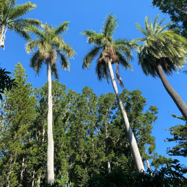 Rockhampton botanical gardens