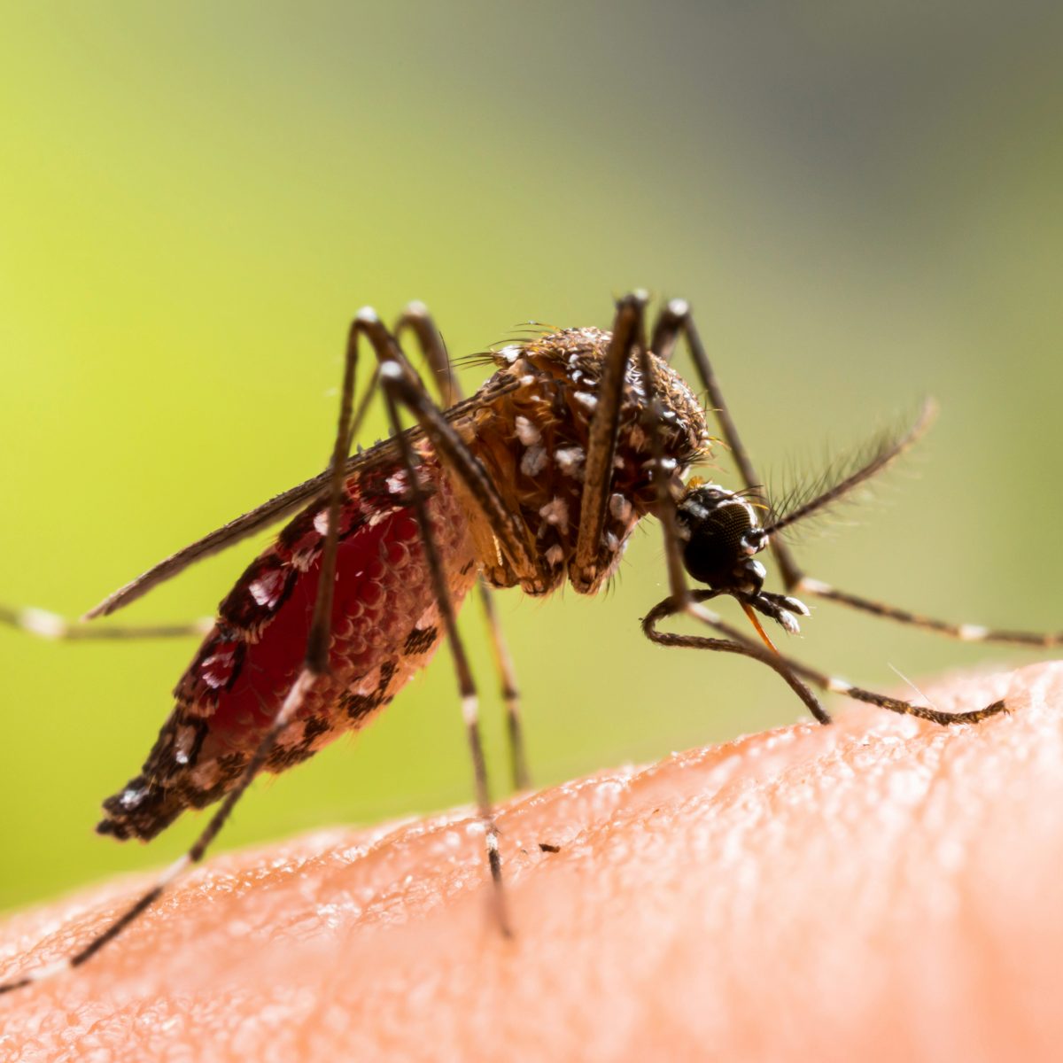 Japanese encephalitis (JE) is a rare but serious infection of the brain caused by the Japanese encephalitis virus.